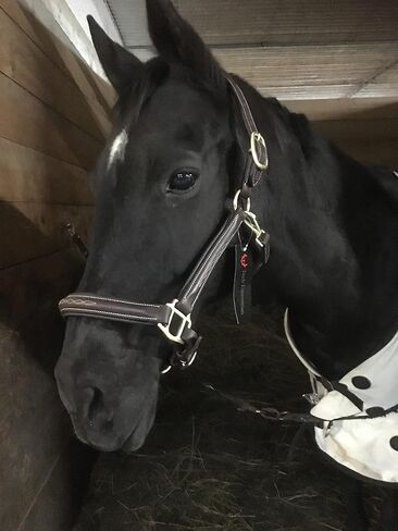 TECH EQUESTRIAN English Halter with Padding | Halter with Fancy Stitched | StressLess Buttersoft English Leather Halter | Brown-Havana in Kuwait