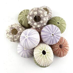 Assorted Natural Sea Urchins for Air Plants,Craft and Decorations 12PC(1-1/4"-2-1/4"Inch)