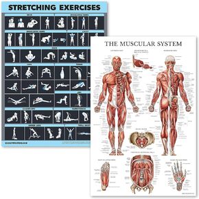 2 Pack Stretching Exercises and Muscular System Anatomy Poster Set - Laminated 2 Chart Set - Stretching Workout Routine & Muscle Anatomy Diagram [DARK] (LAMINATED, 18" x 24")