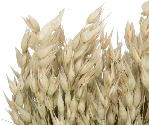 فيكرمان ناتشورال بوتانيكالز 24-26 بوصة شوفان أفينا المجفف الطبيعي، 4 أونصة in Kuwait