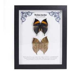 Real Butterfly Framed, Handmade Taxidermy Butterfly Shadow Box, Framed Butterfly Taxidermy for Gothic Home Decor - Gift for Nature Lovers and Curious Minds (Dead Leaf Butterflies)