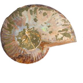 1PC Natural Polished Ammonite Shell Pair Fossil Stone - Thought to Bring Wealth, Prosperity, and Relaxation，Mineral from Madagascar with Healing Properties (3-4 Ounces)