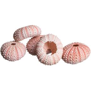 Sea Urchin | 5pcs of 1.5-2.5" Unique White Albino Sea Urchins Shell | 5 Rare Sea Urchin Shells for Craft and Decor | Plus Free Nautical Ebook by Joseph Rains