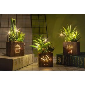 BEGONDIS Set of 3 Artificial Succulents with Led Lights in Wooden Box, Artificial Plants Plastic Fake Topiary for Home/Office Decorations, Table Centerpiece