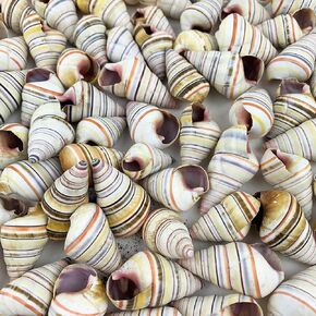 Heyiwell 20PC Haitian Tree Snails Shells,Striped Candy Land Snail Seashells for Beach Home Decor and Wedding Decor 0.75"~1.5" Inch