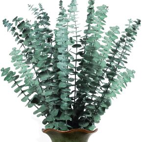 Dried Preserved Eucalyptus Plant Bundle - Real Natural 14 Stems Eucalyptus Leaves, 17'' Fresh Eucalyptus for Shower, Aromatherapy, Flower Vase Arrangements, Wedding Home Greenery Decor (Green)