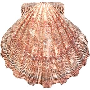 Lion's Paw Sea Shell Large 5"-6" L