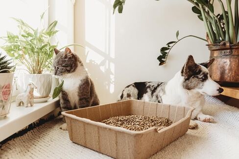 Disposable Litter Box 3 ct in Saudi Arabia