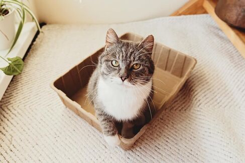 Disposable Litter Box 3 ct in Saudi Arabia