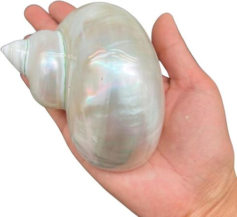 1PC Natural Fluorescent Conch Hermit Crab Shells (3.5Inch ~4inch) Can be Used as Hermit Crab Replacement Shells, Fish Tank Aquarium Ornaments, etc… in Saudi Arabia