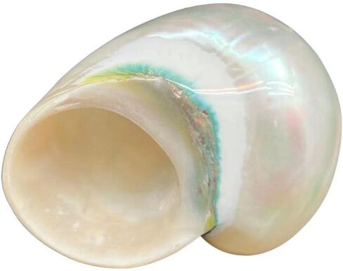 1PC Natural Fluorescent Conch Hermit Crab Shells (3.5Inch ~4inch) Can be Used as Hermit Crab Replacement Shells, Fish Tank Aquarium Ornaments, etc… in Saudi Arabia