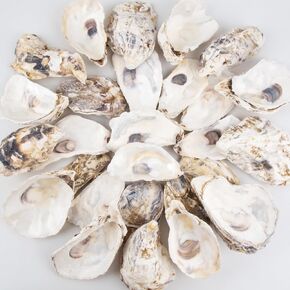 QEQEKAKA 30PCS Oyster Shells Flat & Concave 4"-5" Large Oyster Shells for Crafts Natural Oyster Shells Bulk, for Home Vase Filler, Xmas Ornaments, DIY Arts and Crafts Sea Shells
