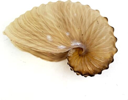 Heyiwell براون ورقة نوتيلوس الصدف، قذيفة نوتيلوس للحرف اليدوية وديكور المنزل 2.5 "~ 3.5" بوصة in Kuwait