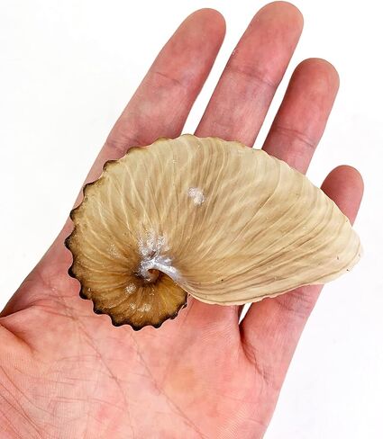 Heyiwell براون ورقة نوتيلوس الصدف، قذيفة نوتيلوس للحرف اليدوية وديكور المنزل 2.5 "~ 3.5" بوصة in Kuwait