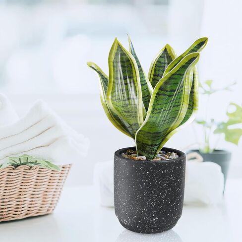 Winlyn 3 Pack Small Potted Artificial Plants Faux Greenery Rosemary Boxwood Snake Plants in Black Cement Planters Decorative Plants 8.3"-9.3" Tall for Home Office Bathroom Kitchen Shelf Table Décor in Saudi Arabia