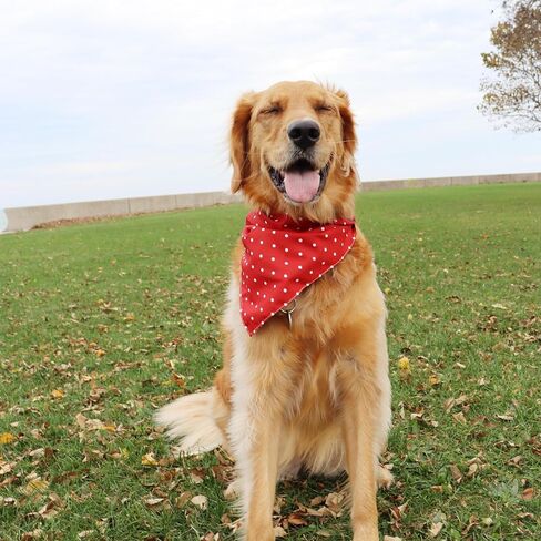 CROWNED BEAUTY Christmas Dog Bandanas Reversible Large 2 Pack, Gingerbread Delight Set, Polka Dots Adjustable Triangle Holiday Scarves for Medium Large Extra Large Dogs Boy Girl Pets DB138-L in Saudi Arabia