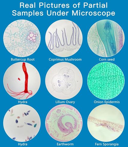 Microscope Slides with Specimens for Kids, 60 Lab-Grade Prepared Microscope Slides, Animal/Plant/Microbe/Tissue Samples, STEM Biology Kit for Homeschool, Classroom Labs & Science Education in Saudi Arabia