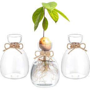 Hewory Glass Avocado Vase for Growing: 3 Pcs Acorn Vases Clear Bulb Avocado Tree Seed Starter Vase Planter Avocado Vase Grow Glass Propagation