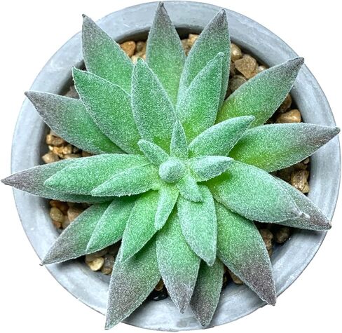 HelaCueil 2 Pack Artificial Succulent Plants 7'' & 5'' Potted Home Decoration Cement Pots in Saudi Arabia