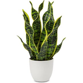 Hollyone Artificial Snake Plant Potted Faux Sansevieria Trifasciata Plants, 16.5" Tropical Fake Plants in White Pots for Home Office Room Indoor Decor Housewarming Gifts