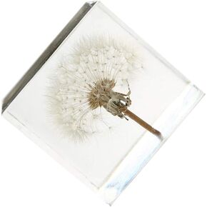 ARTIBETTER 3D Dandelions Paperweight Real Puff Specimen Statue in Crystal Glass Cube Desk Ornament Fengshui Decor for Graduation Birthday Gift Glass Balls