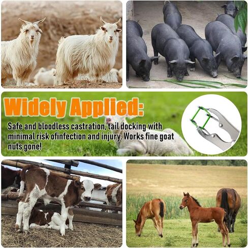 مجموعة ربط الماعز، كماشة من الفولاذ المقاوم للصدأ مع 150 قطعة من الحلقات بمقاسين، أداة تثبيت حلقية لمزرعة الماشية in Kuwait