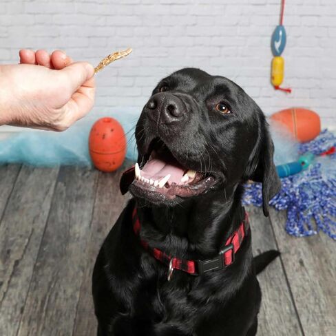 علاجات الحيوانات الأليفة من Walleye Bark للكلاب والقطط - وجبة خفيفة من الأسماك المجففة مكونة من مكون واحد، من مصادر مستدامة، خالية من الحبوب، عالية البروتين، بدون إضافات، أوميغا 3 الطبيعية، تدعم صحة الجلد والفرو، كيس 4 أونصة in Kuwait