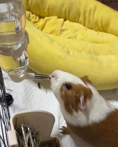 زجاجة مياه صغيرة للحيوانات مضادة للتسرب للشنشيلة والطيور والهامستر والخنازير الغينية والأرانب والحيوانات الأليفة الصغيرة الأخرى. (أزرق، 8.12 أونصة) in Kuwait