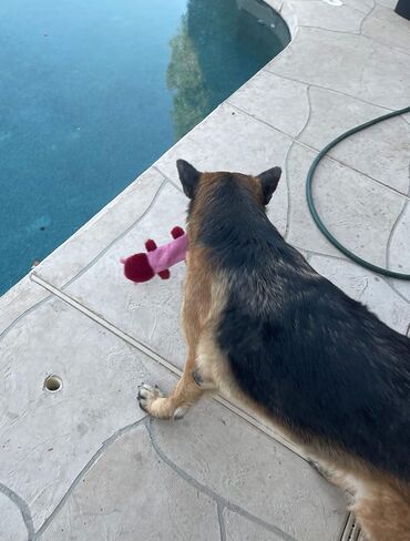 JALOUSIE 5 Pack Dog Bungee Stretch Toy Squeaky Dog Crinkle Chew Toy - Stuffingless Crinkle Paper Body No Mess - Sealed Stuffed Squeaky Head - Interactive Play Dog Crinkle Paper Sound Toy Value Bundle in Kuwait