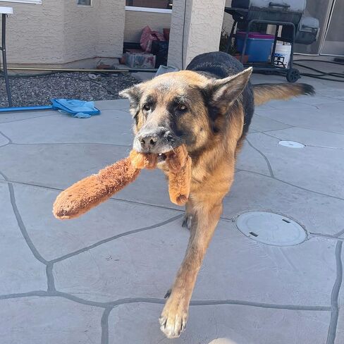 JALOUSIE 5 Pack Dog Bungee Stretch Toy Squeaky Dog Crinkle Chew Toy - Stuffingless Crinkle Paper Body No Mess - Sealed Stuffed Squeaky Head - Interactive Play Dog Crinkle Paper Sound Toy Value Bundle in Kuwait