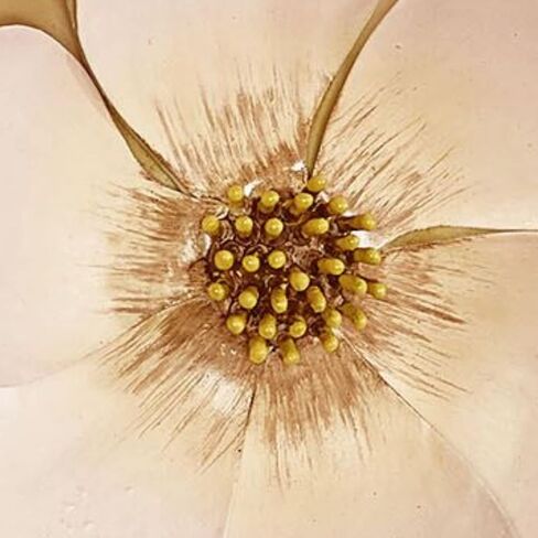 منحوتة جدارية من Touch of Class Belle Fleur Magnolia - كريمي، عاجي - فن معدني زهري لغرفة النوم، وغرفة المعيشة، والمطبخ، والحمام، والحمام الداخلي - مرسومة يدويًا - بلوم فردي - سحر جنوبي in Saudi Arabia