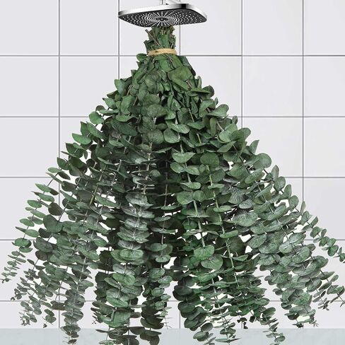 30 قطعة من سيقان الأوكالبتوس المجففة للاستحمام، 17 بوصة من أوراق الأوكالبتوس الطازجة الطبيعية فروع معلقة، حزمة نبات الأوكالبتوس الحية 9oz للحمام المنزلي والحمامات وديكور مزهرية حائط الزفاف، أساسيات الحمام in Kuwait