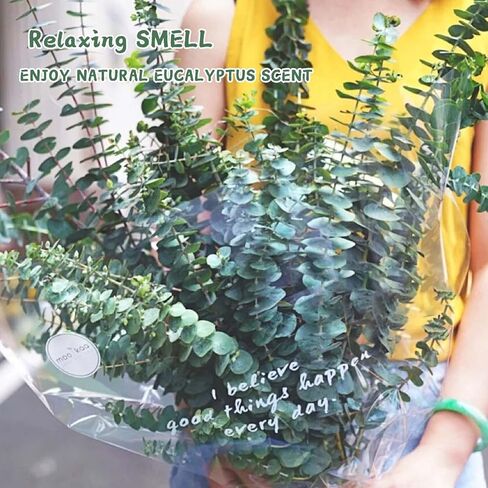 30 قطعة من سيقان الأوكالبتوس المجففة للاستحمام، 17 بوصة من أوراق الأوكالبتوس الطازجة الطبيعية فروع معلقة، حزمة نبات الأوكالبتوس الحية 9oz للحمام المنزلي والحمامات وديكور مزهرية حائط الزفاف، أساسيات الحمام in Kuwait