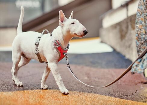 Hurtta Venture No-Pull Dog Harness, Buckthorn, 18-24 in in Saudi Arabia