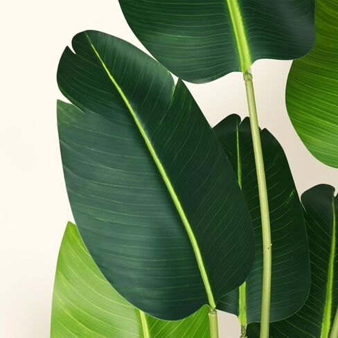 نبات طائر الجنة الاصطناعي بطول 7 أقدام شجرة نخيل استوائية وهمية مع 17 جذعًا من أشجار أوراق الموز الصناعية في وعاء للمنزل الداخلي والخارجي والمكتب الحديث هدية الترحيب بالمنزل الجديد (قطعة واحدة) in Kuwait