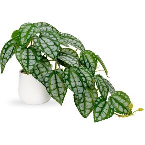 DILATATA Fake Plants Indoor 8 Inch Artificial Monstera Plant in White Ceramic Pot - Faux Potted Tropical Palm Plant for Home Aesthetic Decor Living Room Shelf Office