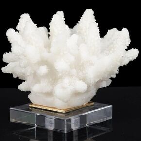 Coral Reef Decor Faux Coral Decor Resin Coral Home Decoration Coral Standing Décor Coral Sculpture with Acrylic Base White