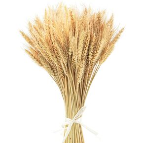 Uieke 17.7 Inches Dried Wheat Stalks, 300 Stems Dried Flowers 100% Natural Wheat for Home Kitchen Wedding Party Table Centerpiece Harvest Wreath Boho Farmhouse DIY Fall Decor