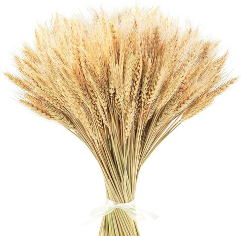 Uieke 17.7 Inches Dried Wheat Stalks, 300 Stems Dried Flowers 100% Natural Wheat for Home Kitchen Wedding Party Table Centerpiece Harvest Wreath Boho Farmhouse DIY Fall Decor in Saudi Arabia