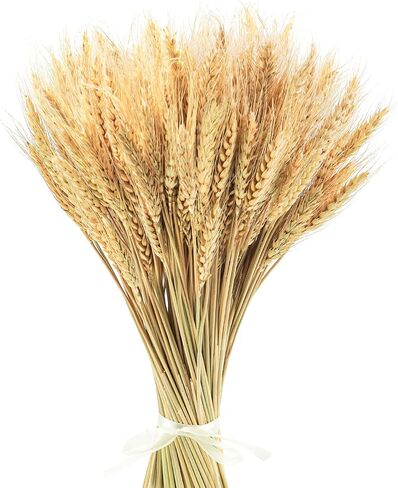 Uieke 17.7 Inches Dried Wheat Stalks, 300 Stems Dried Flowers 100% Natural Wheat for Home Kitchen Wedding Party Table Centerpiece Harvest Wreath Boho Farmhouse DIY Fall Decor in Saudi Arabia
