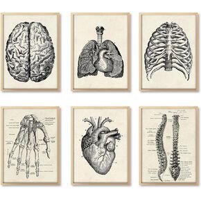 Ohhvvow Human Anatomy Artwork Medical Wall Picture Muscle Skeleton Vintage Poster Nordic Canvas Print Education Painting Modern Decor 8"X10" (unframed)