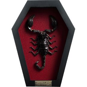 Real Large Scorpion Beetle Coffin Red Frame Dried Specimen Gothic Decor Taxidermy Gift Entomology Curiosities Crystal Shelf Shadow Box Display Oddity Hanging Display Table Wall Home Decor CF18-51-DO
