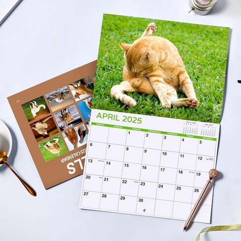 تقويم 2025 - تقويم حائط 2025، يناير 2025 - ديسمبر 2025، 12 بوصة × 24 بوصة (مفتوح)، هدية تقويم حائط 12 شهرًا، تقويم حائط 2025 مع كتل غير مسطرة، فتحة تعليق - قطة زرقاء in Kuwait