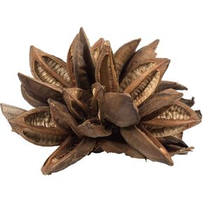 Vickerman 12" to 16" Natural Star Pod Extra Large - 1 Piece - Real Preserved Pod Decor for Home or Everyday Arrangements - Decorative Dried Botanicals - Botanical Dried Flower