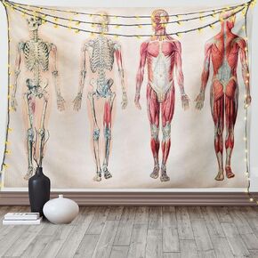 Ambesonne Human Anatomy Tapestry, Vintage Chart of Body Front Back Skeleton and Muscle System Bone Mass Graphic, Wide Wall Hanging for Bedroom Living Room Dorm, 80" X 60", Ruby Cream