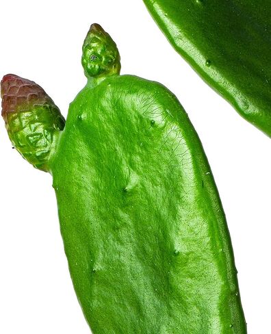 فيكرمان كل يوم صبار أخضر صناعي مقاس 34 بوصة في وعاء مزارعي بلاستيكي أسود - نبات صناعي محفوظ بوعاء داخلي - مساحات خضراء لديكور المنزل أو المكتب - صيانة مجانية in Kuwait