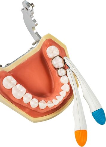 Green Dental Matrix Bands by HARMONYDENT,Matrix Profect for Teeth Restoration,Adjustable System, 6mm Curved for Molars Pack of 10 in Kuwait