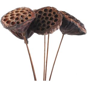 NWFashion 10PCS/Package Artificial Dried Brwon Lotus Pods with Stems(6-8CM) …