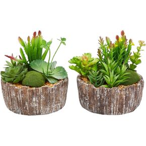 نباتات عصارية منزلية متنوعة بطول 20.32 سم - ترتيبات خضراء في مزارع خرسانية مزخرفة للداخل أو المكتب من بيور جاردن (مجموعة من 2) in Kuwait