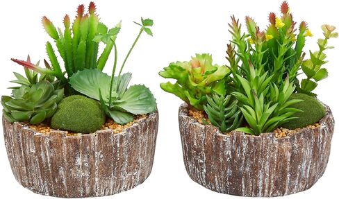 نباتات عصارية منزلية متنوعة بطول 20.32 سم - ترتيبات خضراء في مزارع خرسانية مزخرفة للداخل أو المكتب من بيور جاردن (مجموعة من 2) in Kuwait